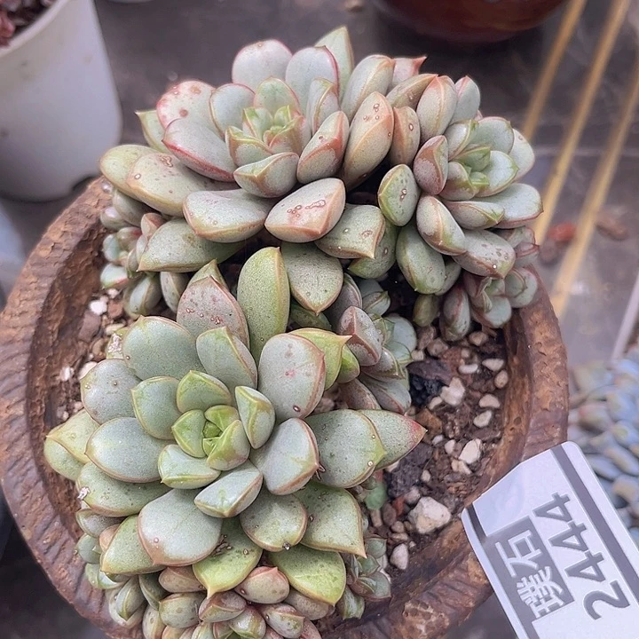 葡萄2444多肉植物