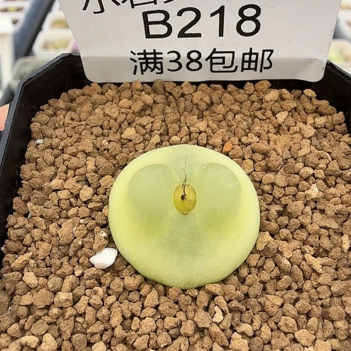 拉登2.1厘米 带盆发