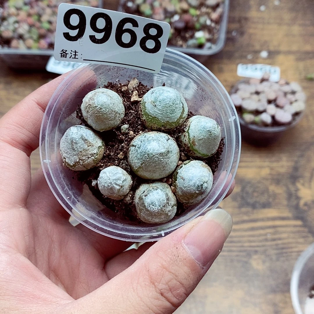 9968粉三咯啦咯哦