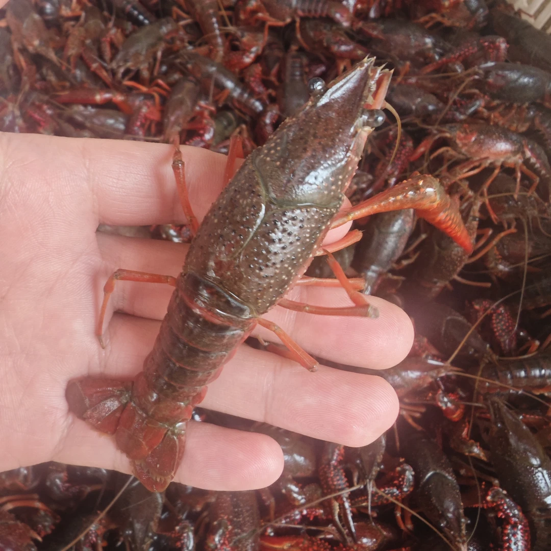 精品小龙虾5钱配送30斤