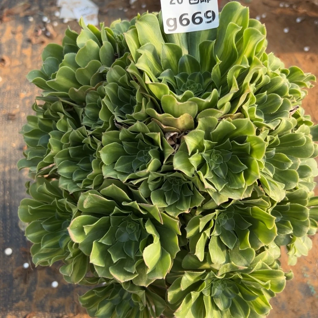 669翡翠琉璃，，满20包邮嘟叮熊