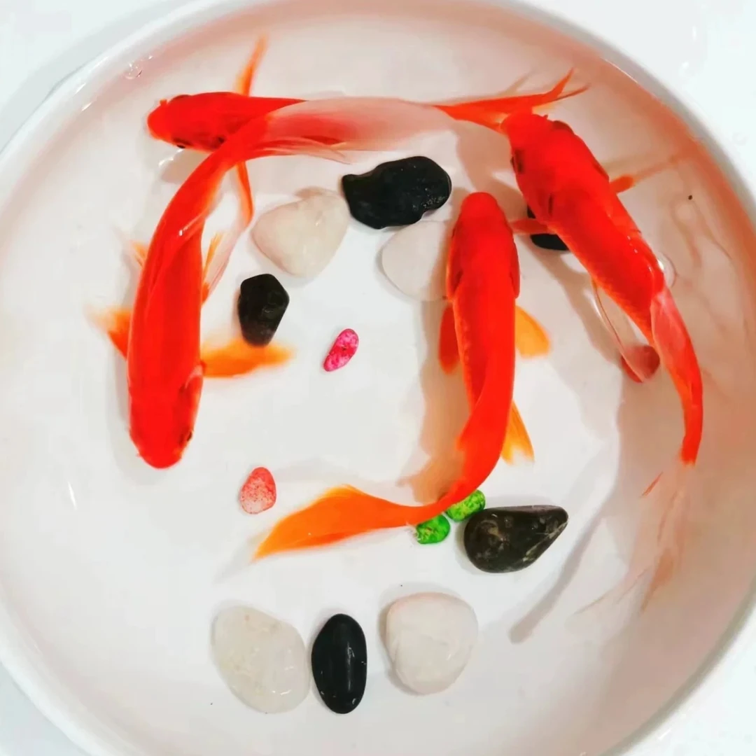 25条草金5-7公分好养皮实颜色混搭 不支持挑选