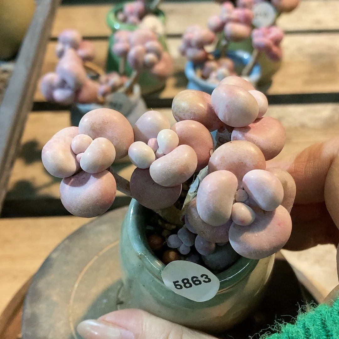 5863糖果腰子蛋带盆土