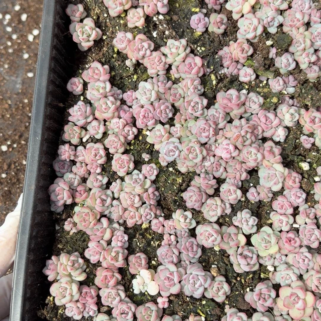 এ***এ多肉植物多肉植物407