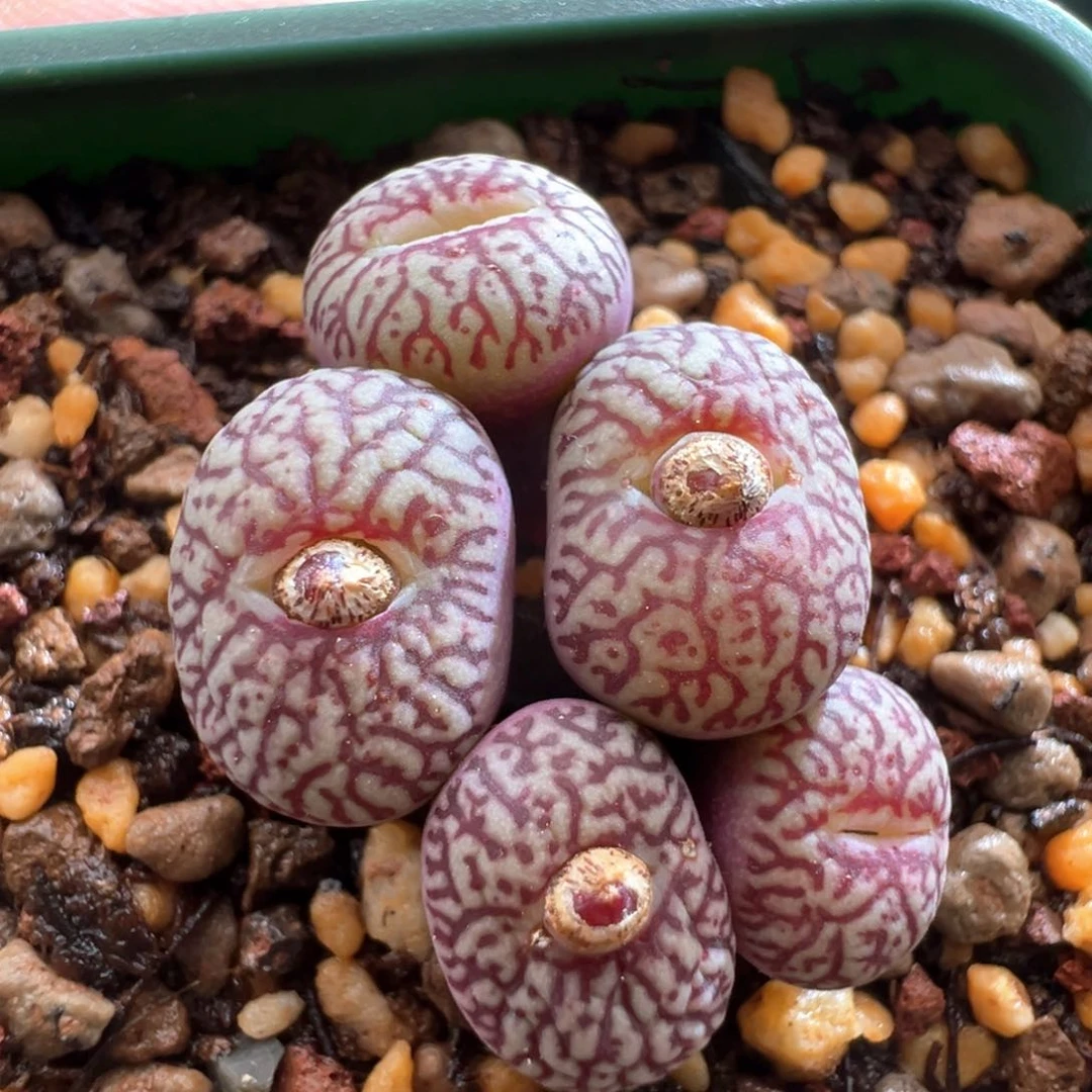 527。多肉植物。福利