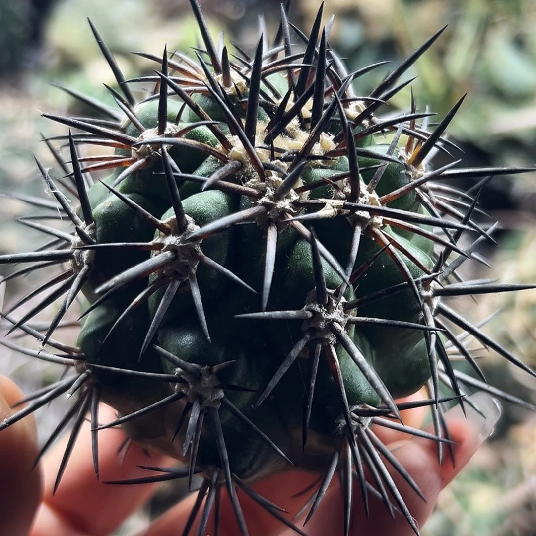 龙抓玉仙人球666666