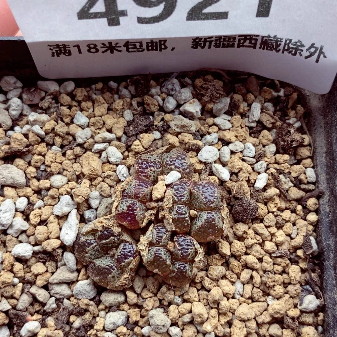 4921。