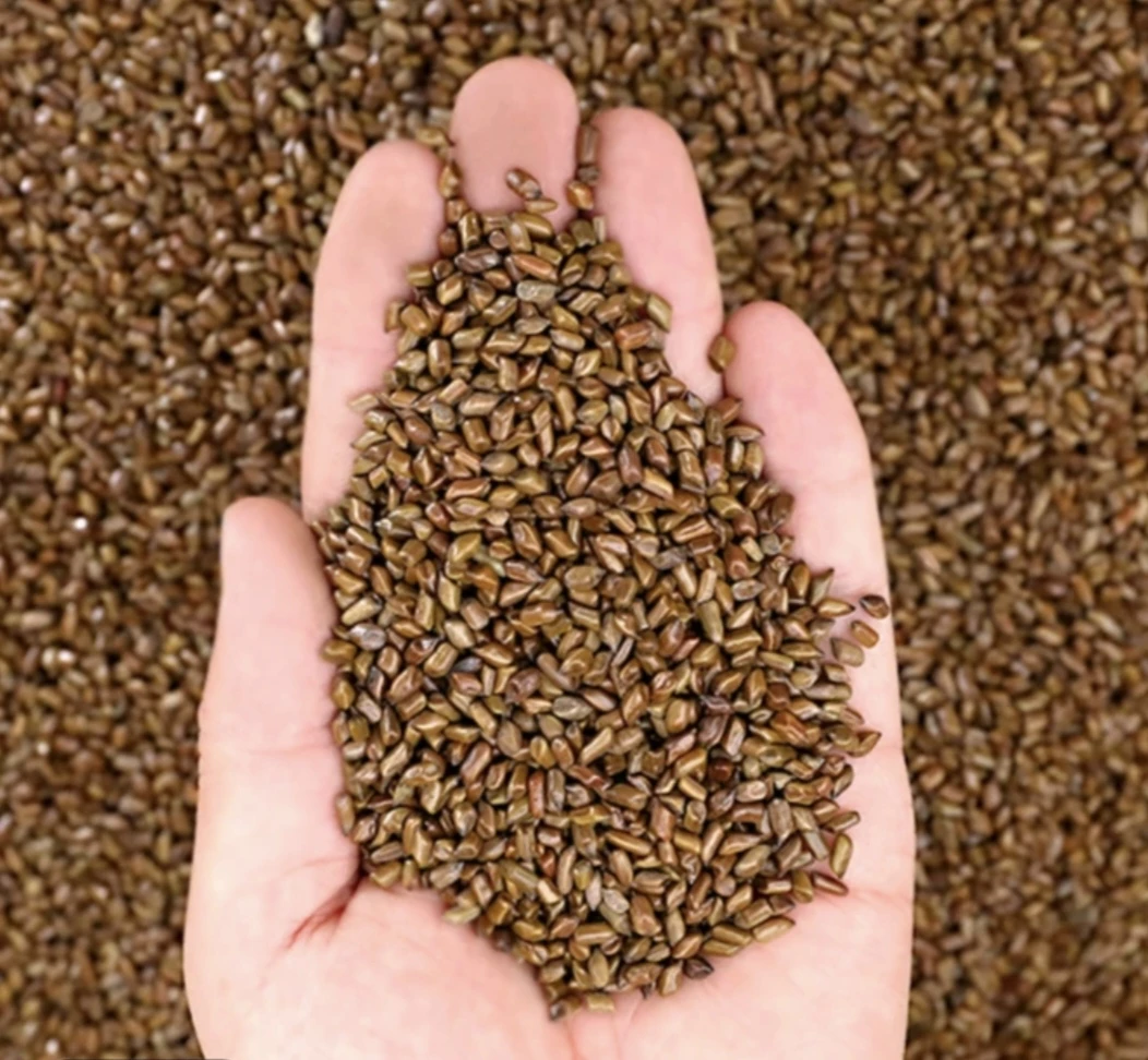 小宇专属农家决明子