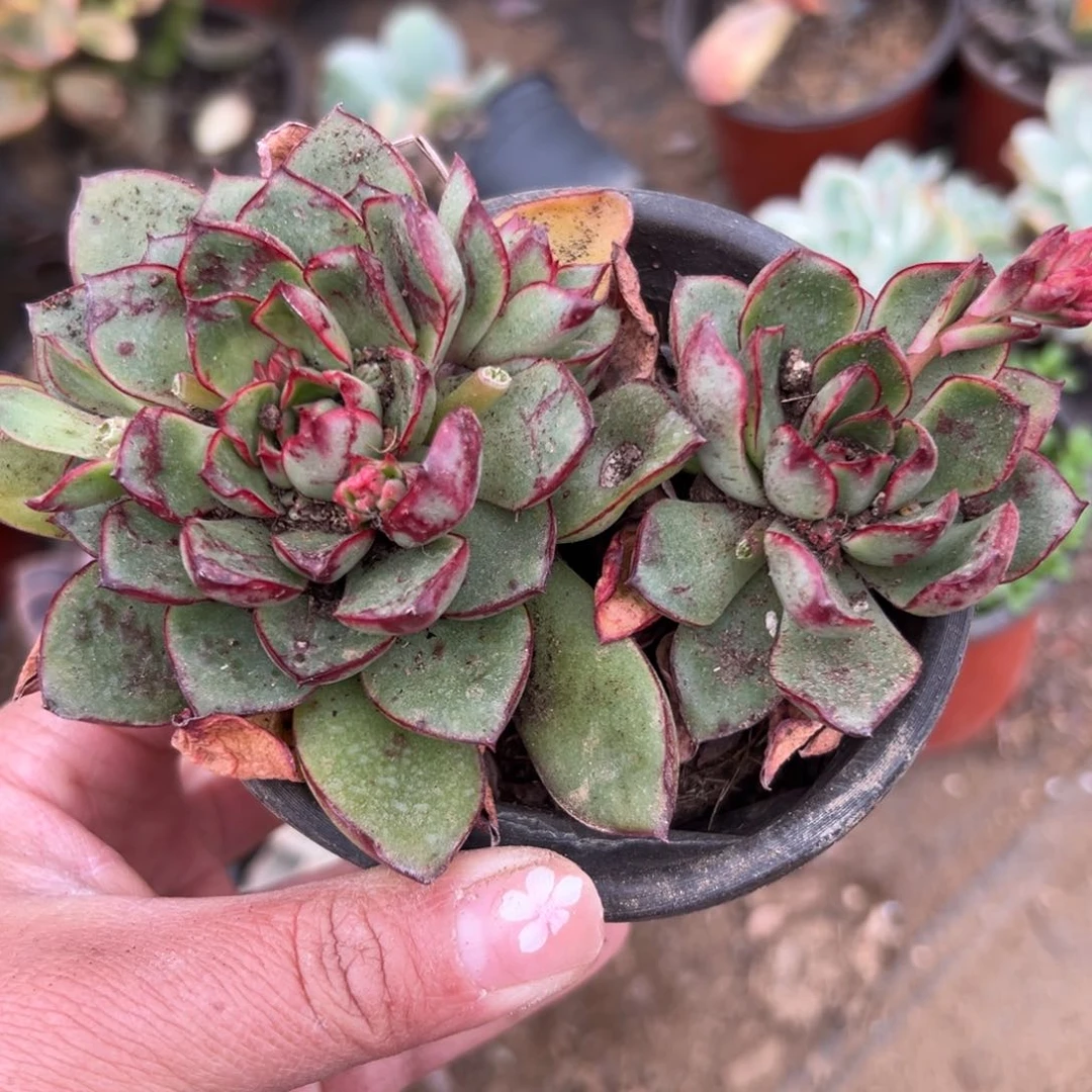 多肉植物红花女王