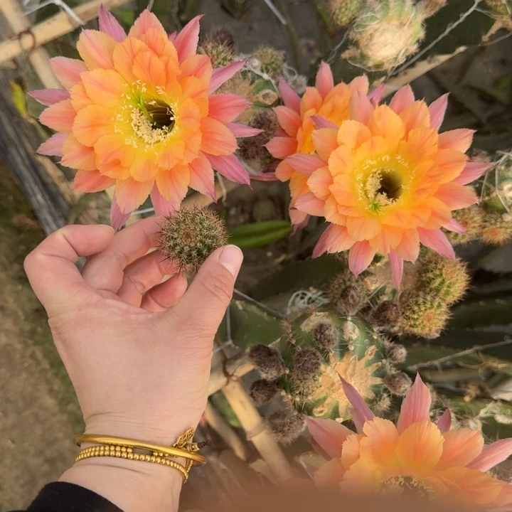 205彩草南湖12歪无根侧牙4公分左右