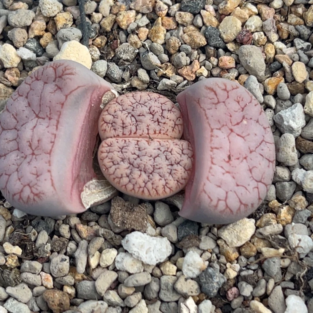 8354睫毛粉荒一颗