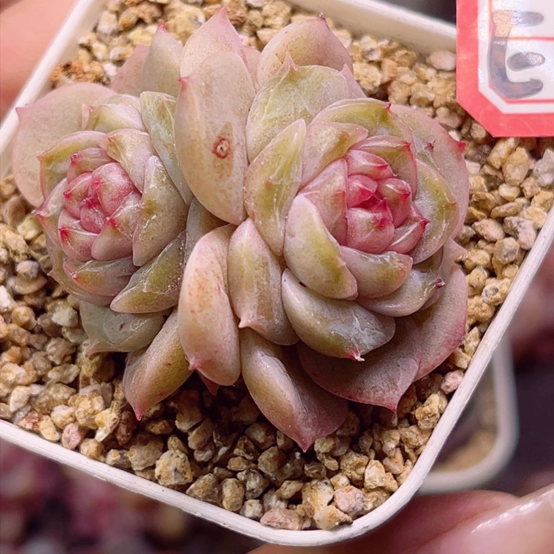 E490 风花雪月一物一拍