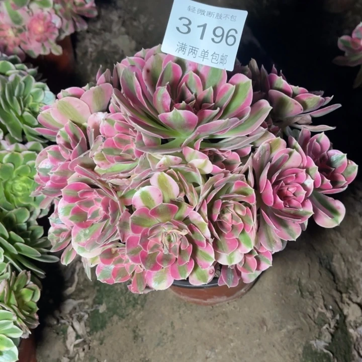 3196女巫的的多肉的