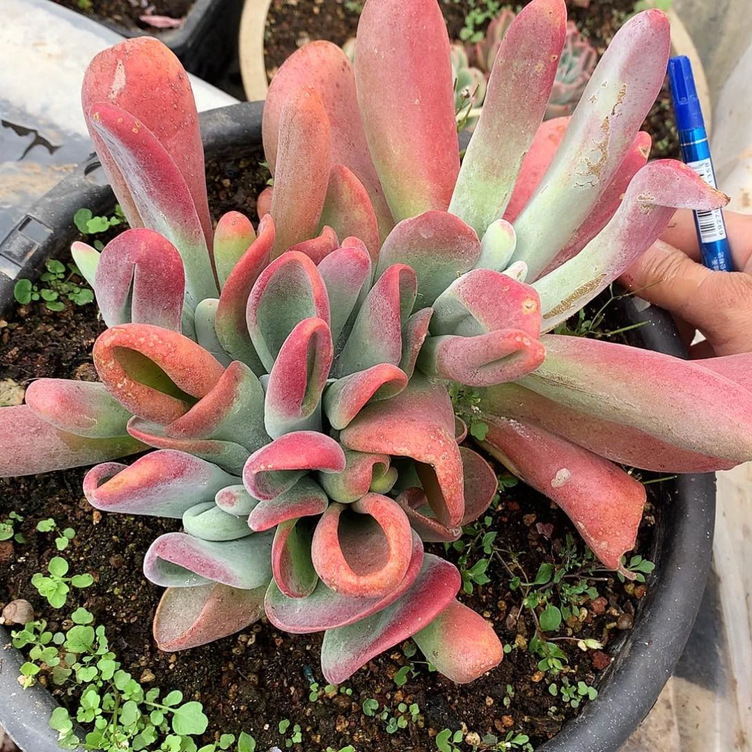 火狐狸多肉一物一拍