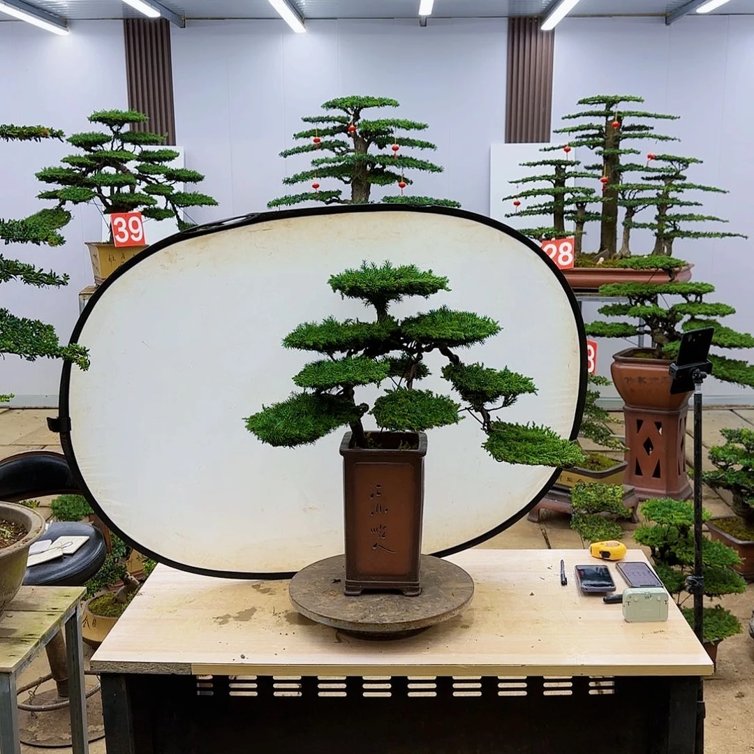 盆景直播间一物一拍大***.