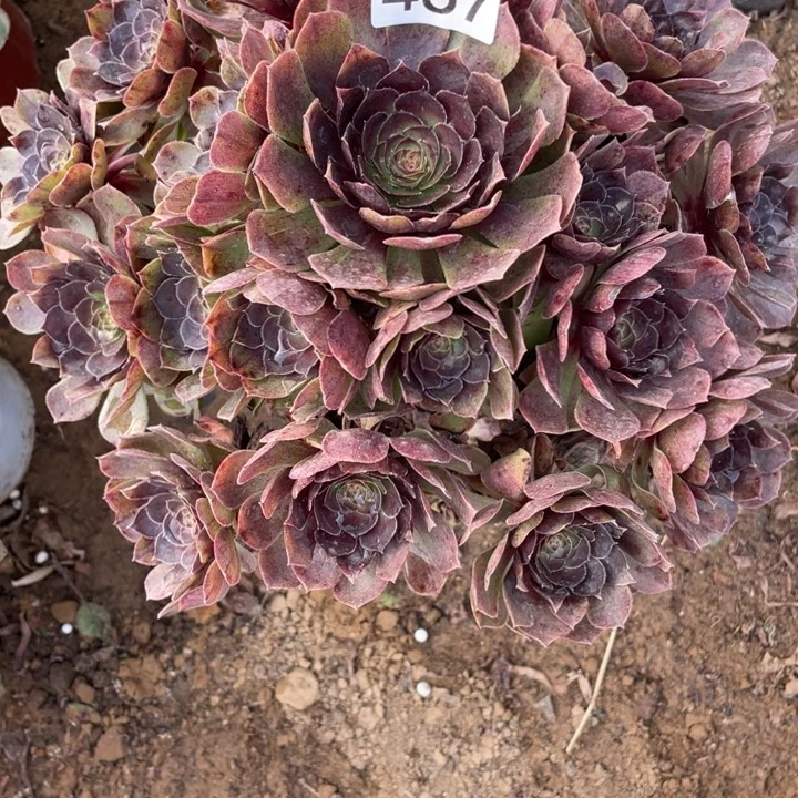 无花朵467多肉植物黑膜