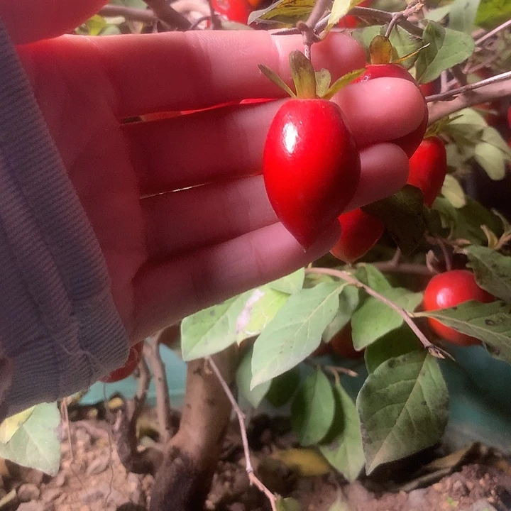 无花朵老鸦的一个