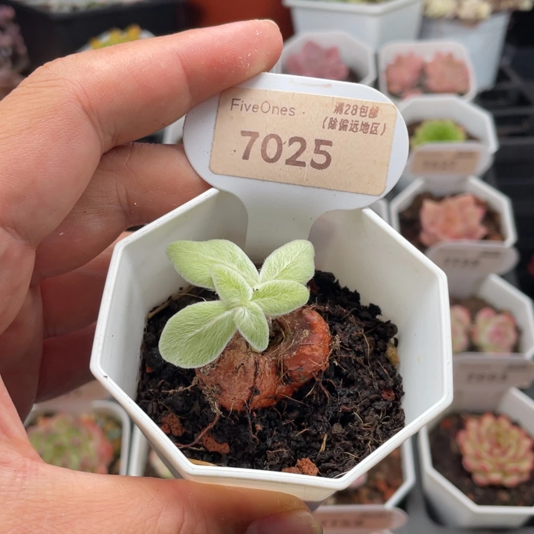 断崖女王7025-3厘米