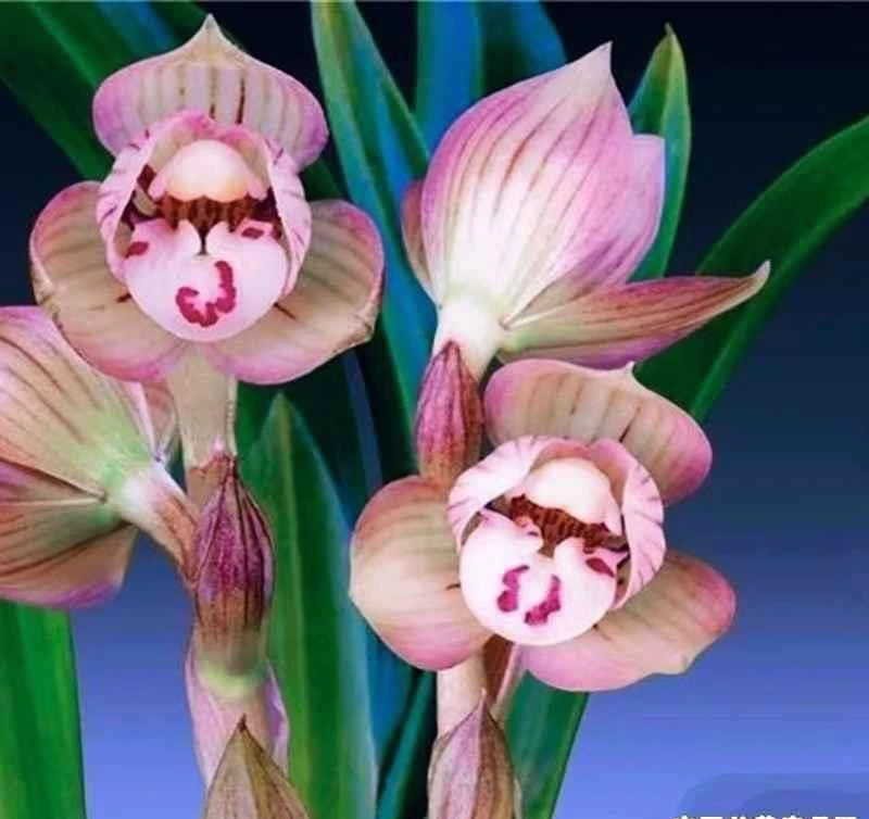 （姜氏荷）春兰铭品 矮种3苗  脱盆裸根发货