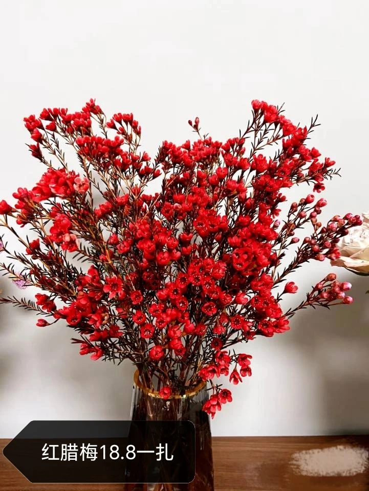 红红火火元宵花腊梅