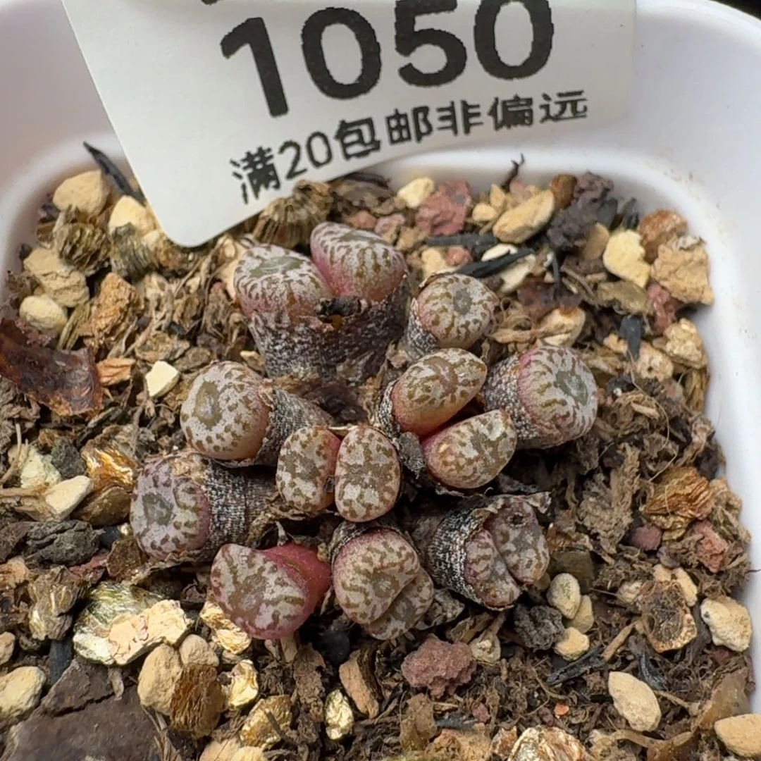 红珊瑚带盆土15头。