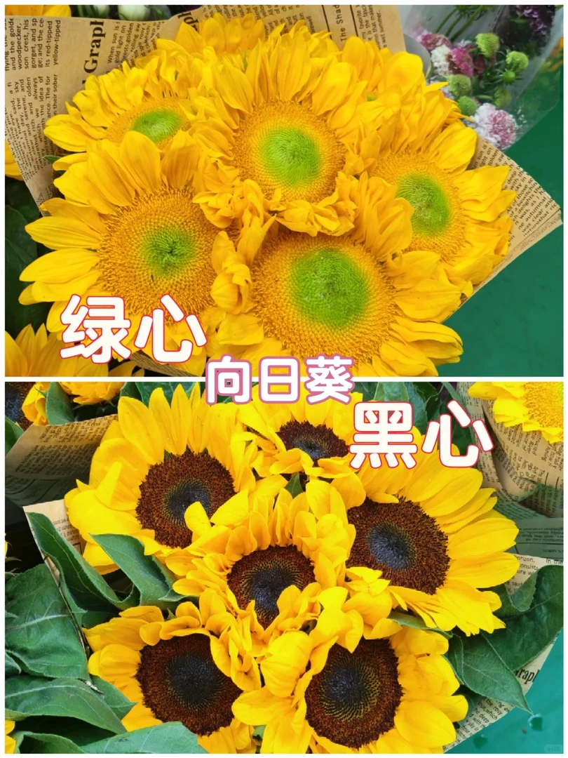 鲜花【向日葵5支】同地址两单及以上发顺丰或德邦+送配草