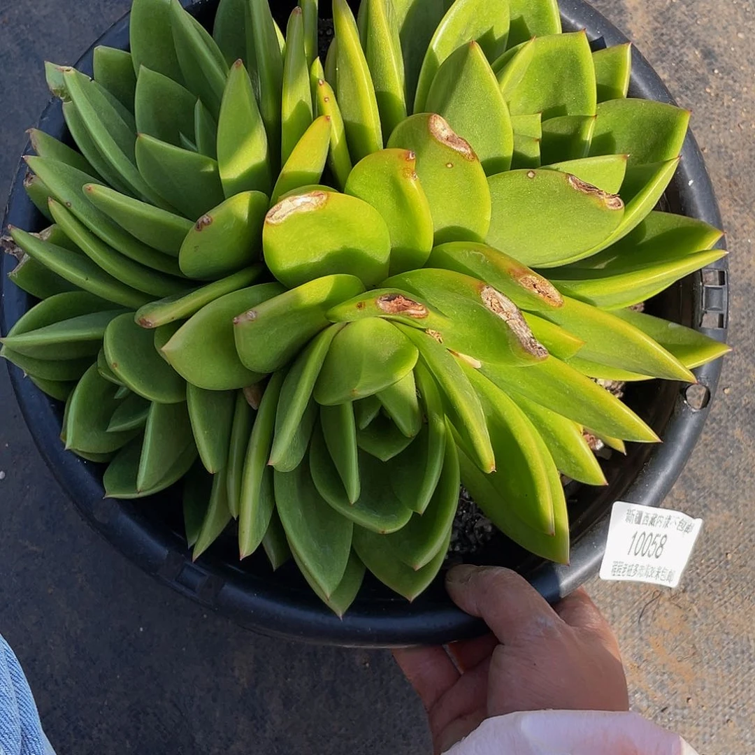 珠*行翠花10058多肉