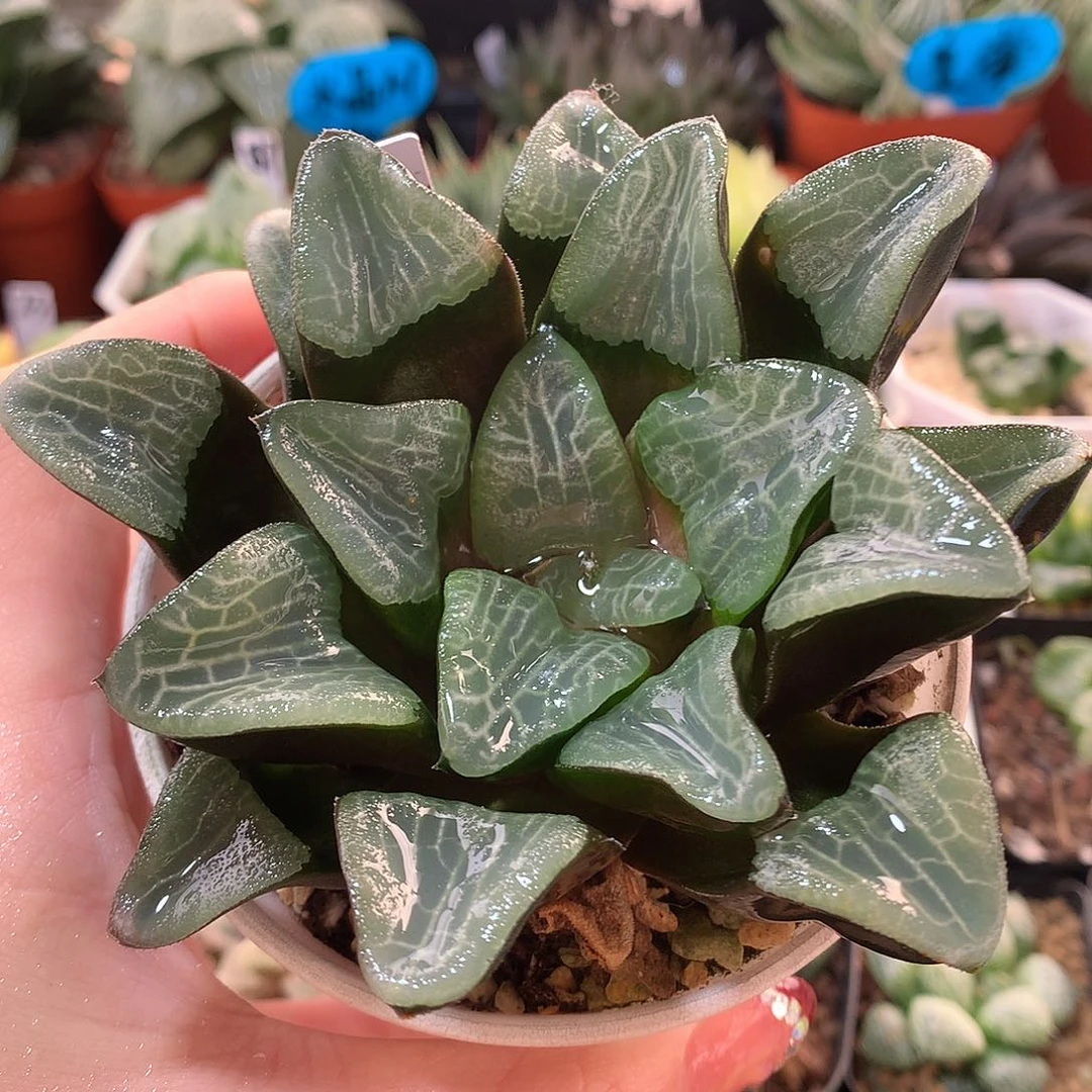 74号巨人兵克带盆土