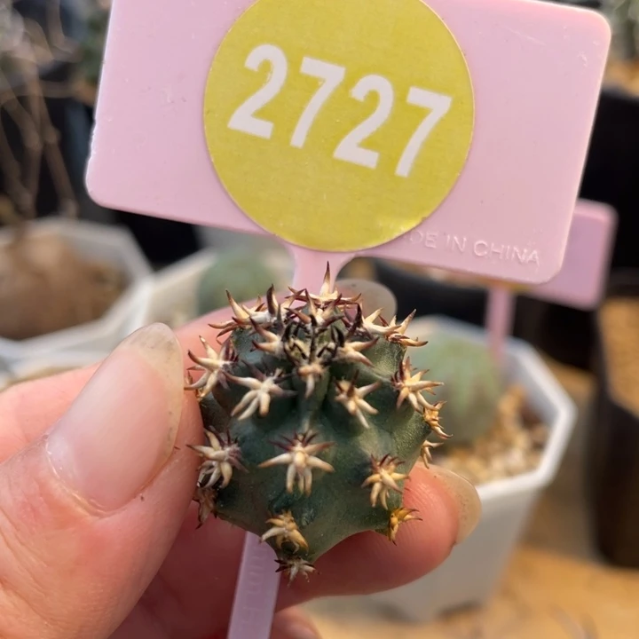 小***睛无根短豪刺青花虾2727