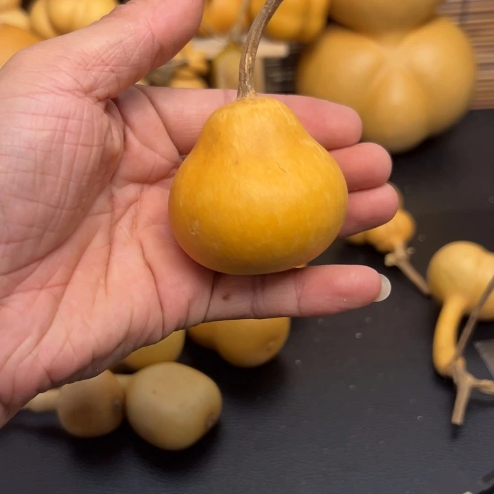 田****012555555555636699