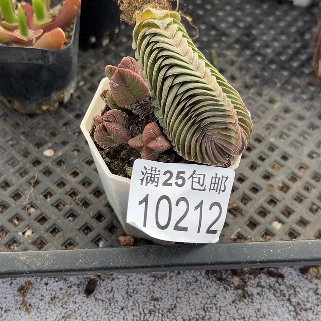 塔212，一物一拍脱土