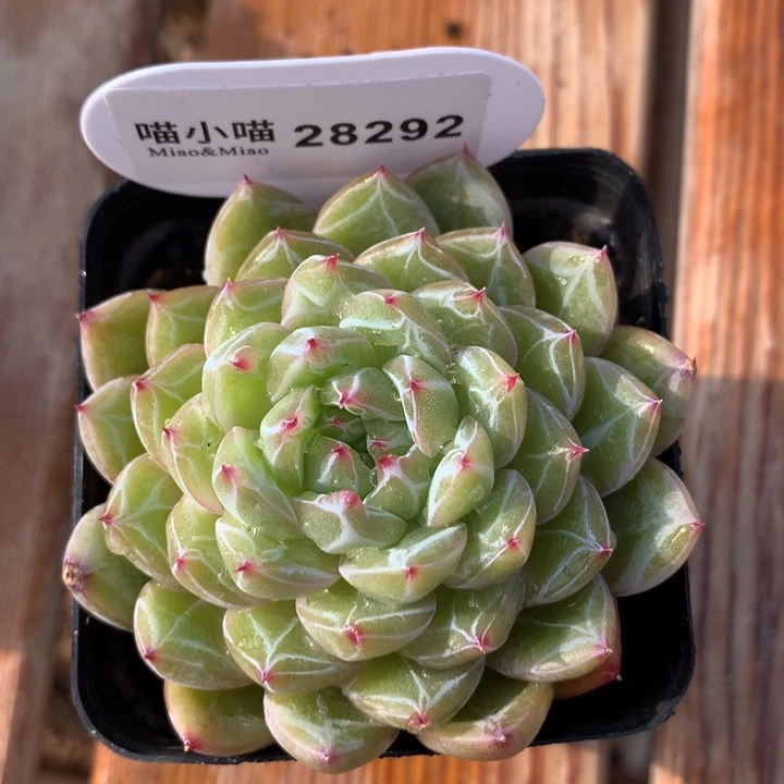 莹*多肉植物雪花珍妮