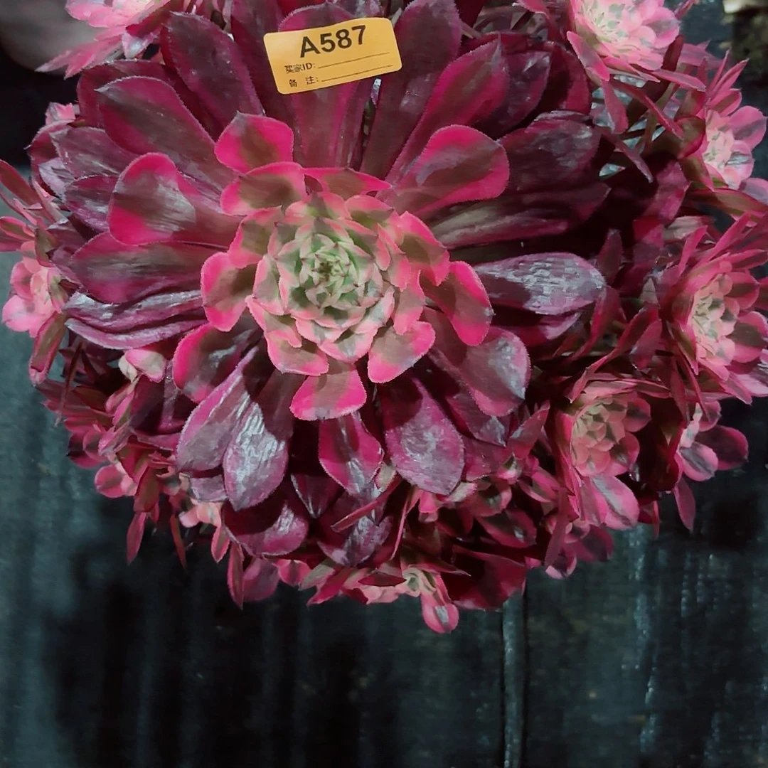 J**.红铜白法师多肉植物587