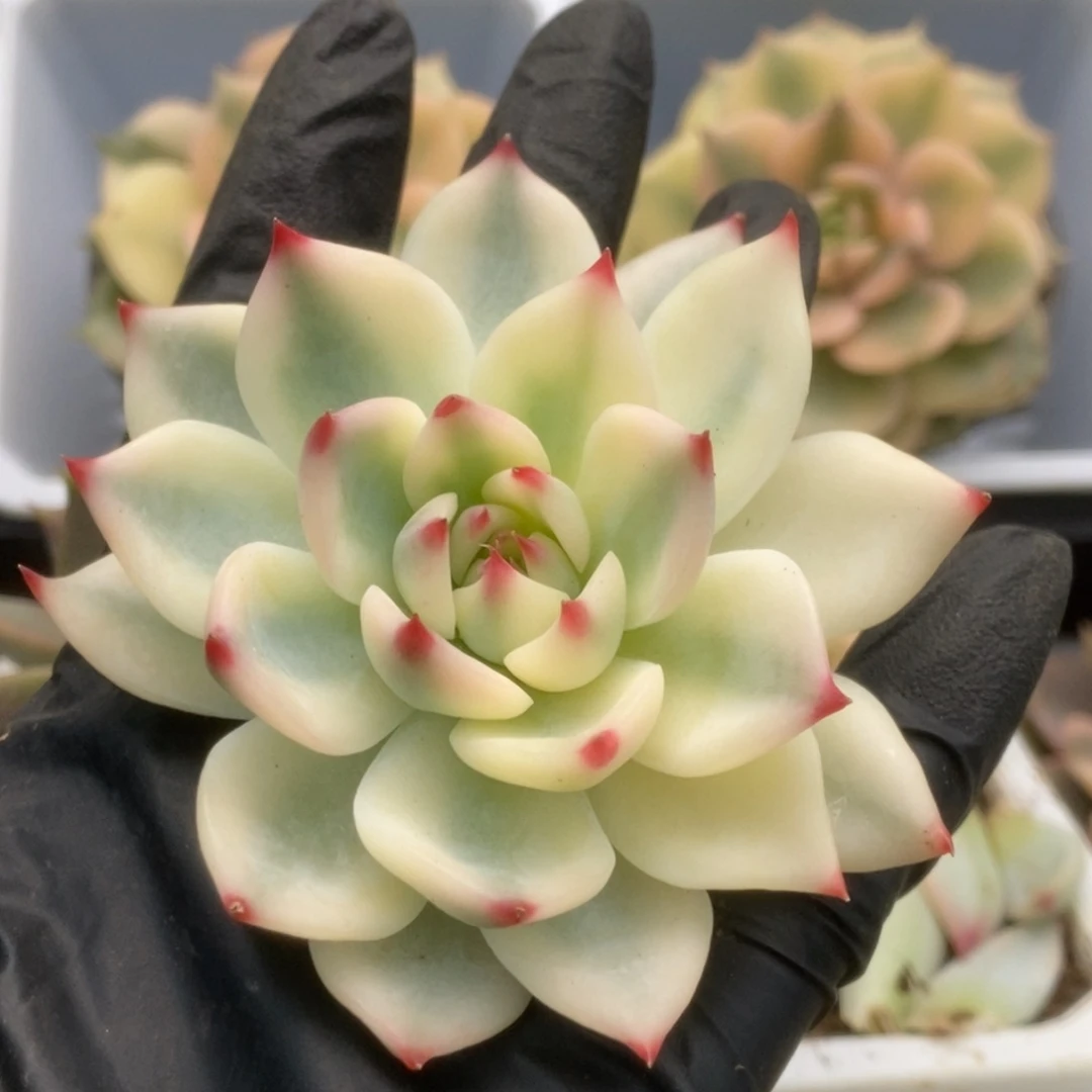 649卡西欧基因吉娃娃锦