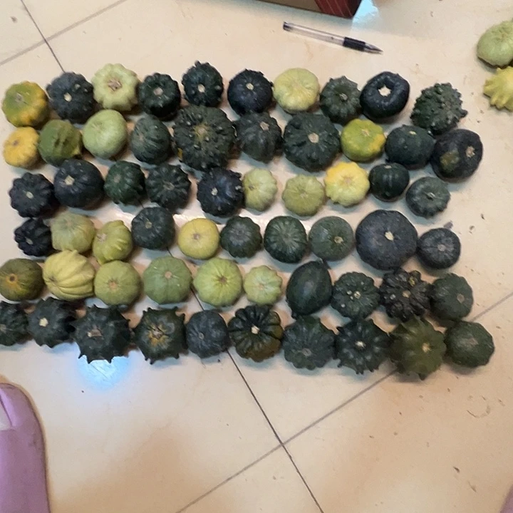 J***Y墨西哥葫芦葫芦哭哭哭
