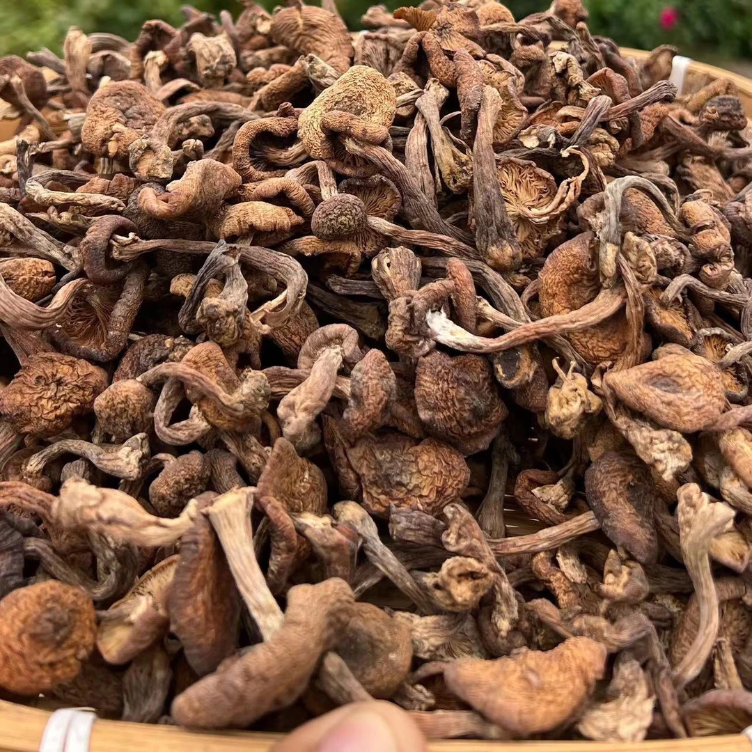 东北大山里的榛蘑250g/袋