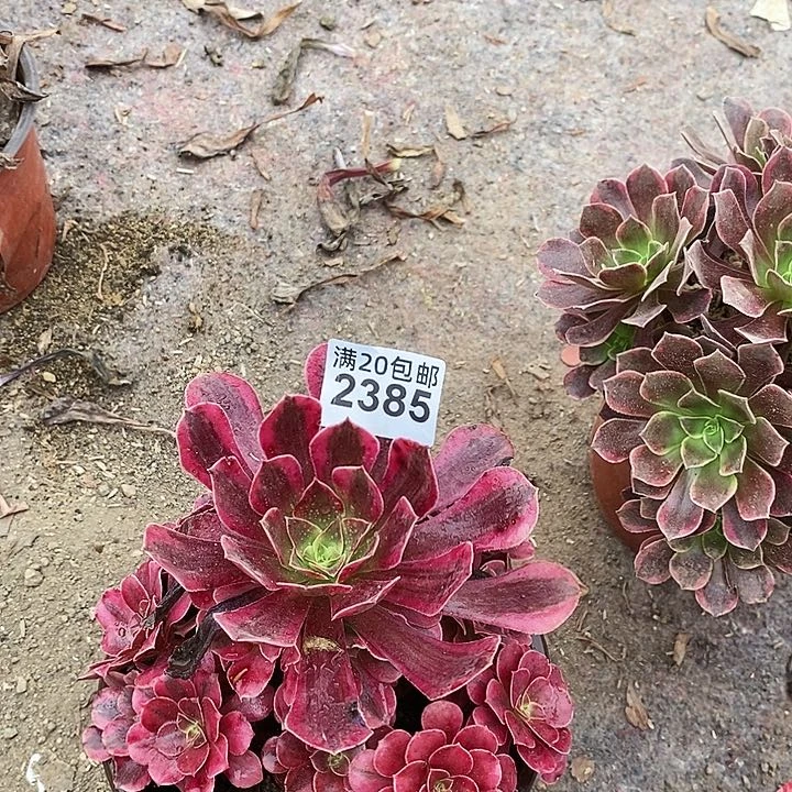 2385 一颗法师多肉