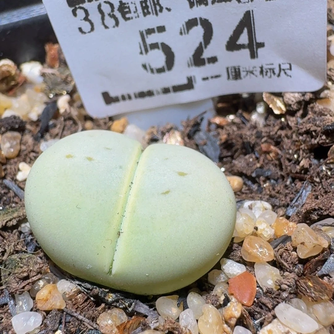 Ssss精品生石花524