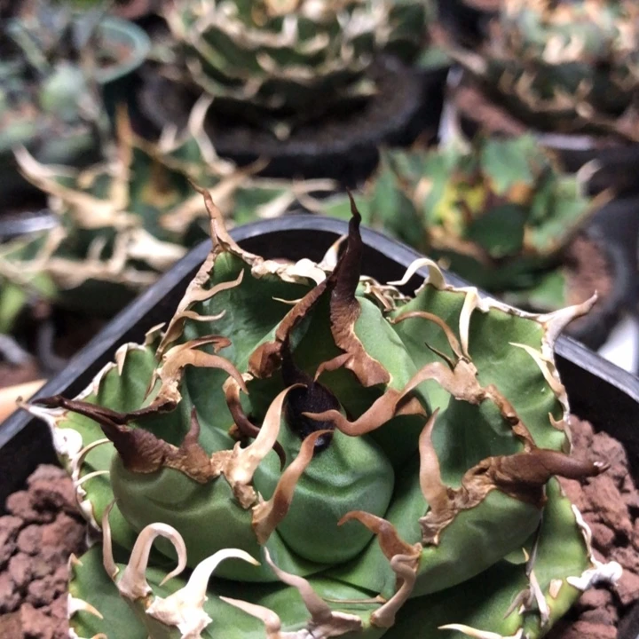 魔丸仁王冠龙舌兰