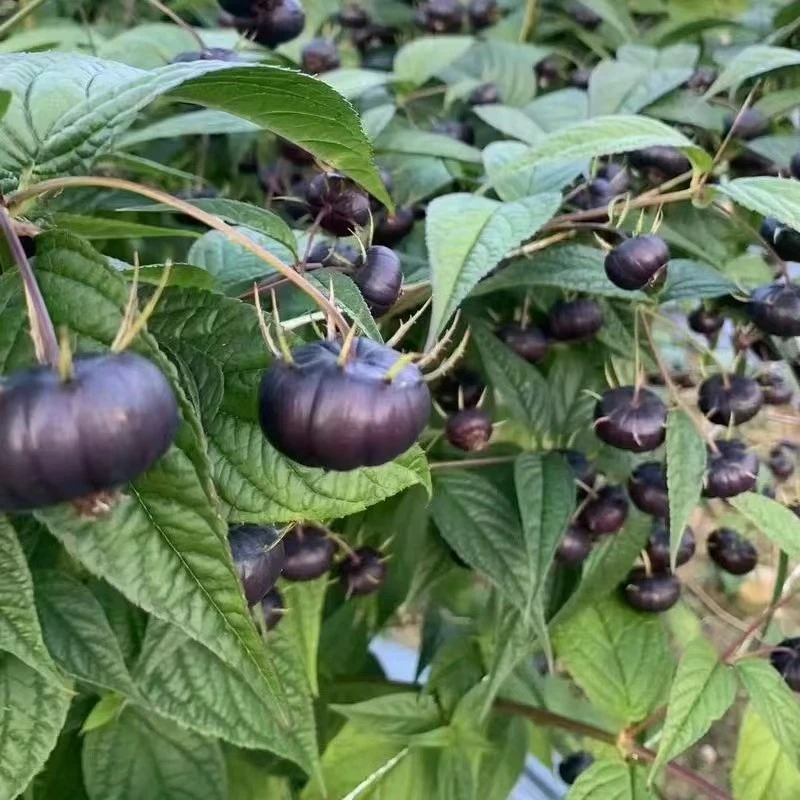 云南新鲜采摘正宗红果参蜘蛛果稀有高原水果