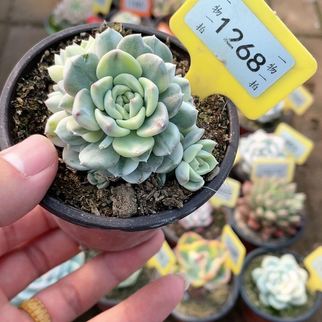 【闪购商品】1268号