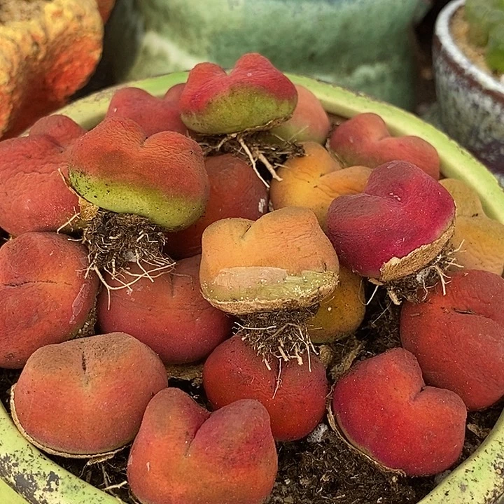 12520拉登体一颗