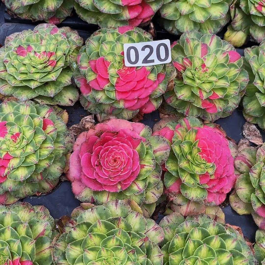 往***…020多肉植物植物植物植物植物