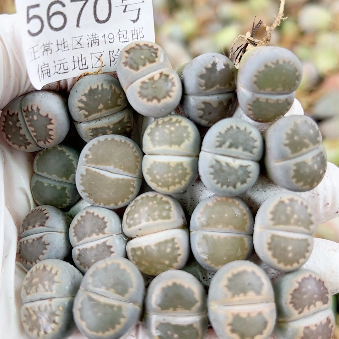 5670 好养易活生石花大母本20个1.5cm左右