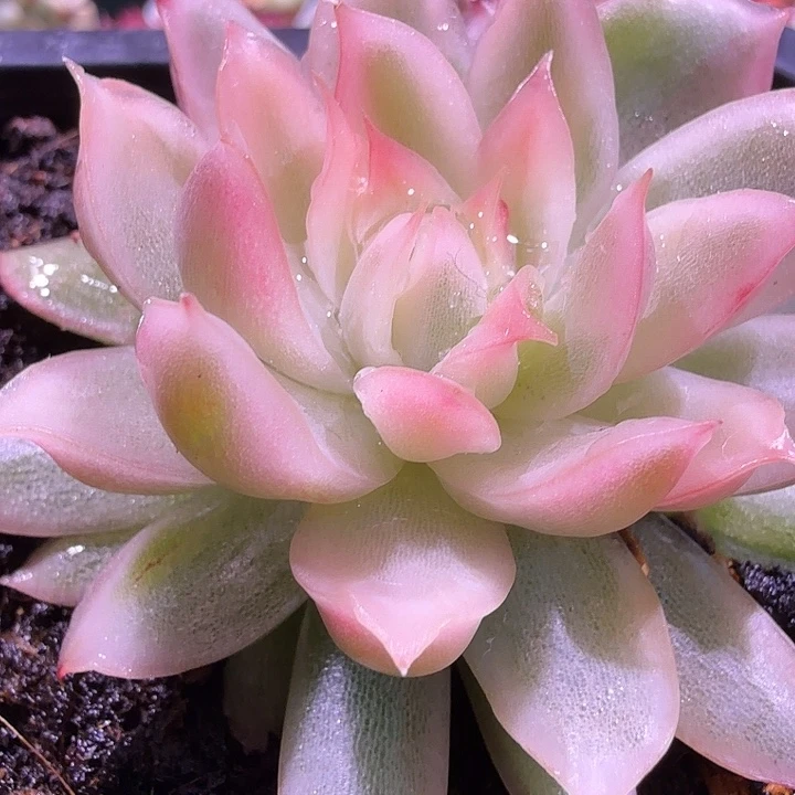 白水晶多肉锦植物