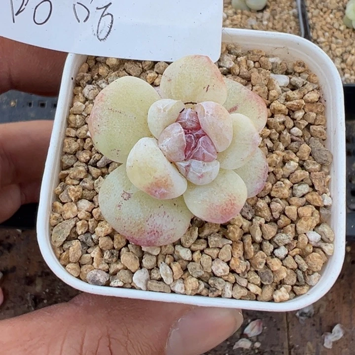 哈哈一物一拍专拍链接