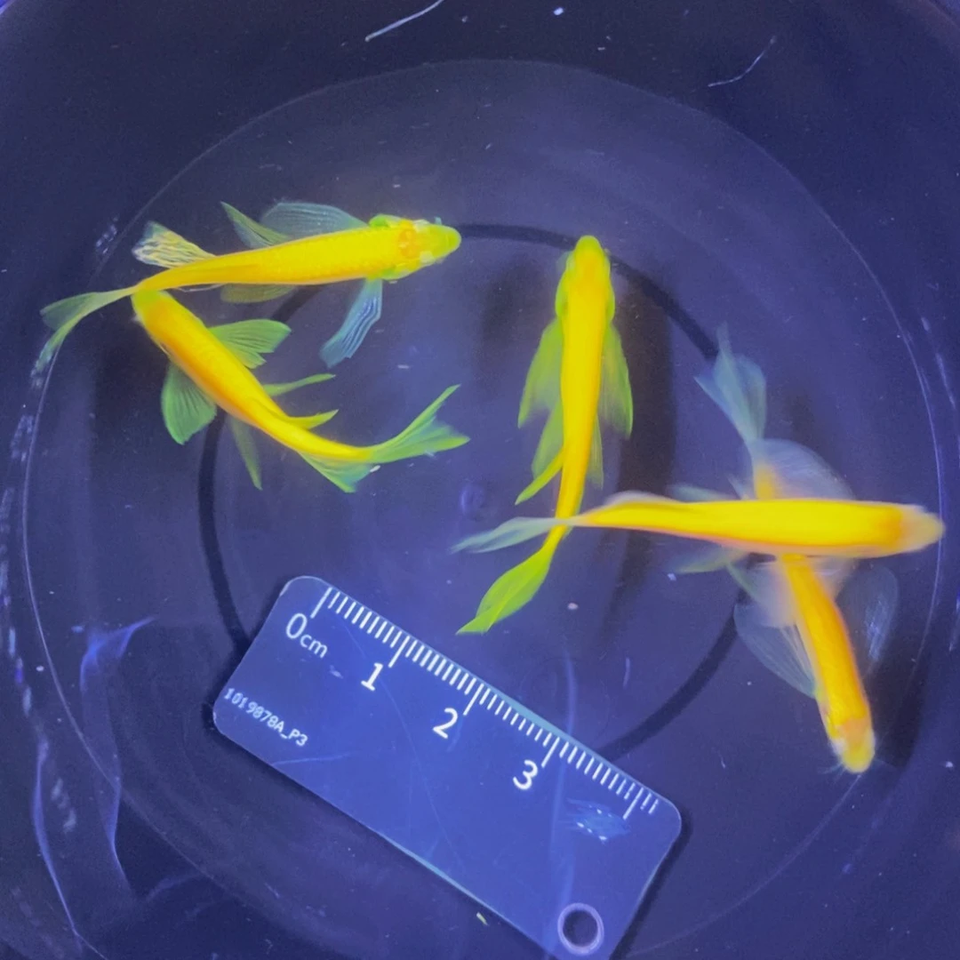 斑马鱼蝶翼斑马5条黄色