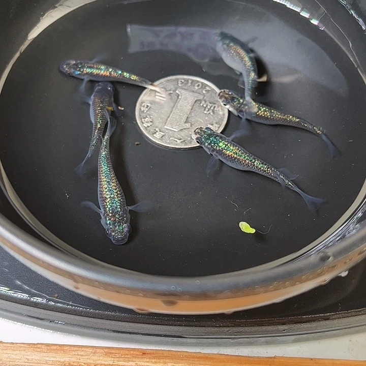 青鳉鱼海王星6条38号