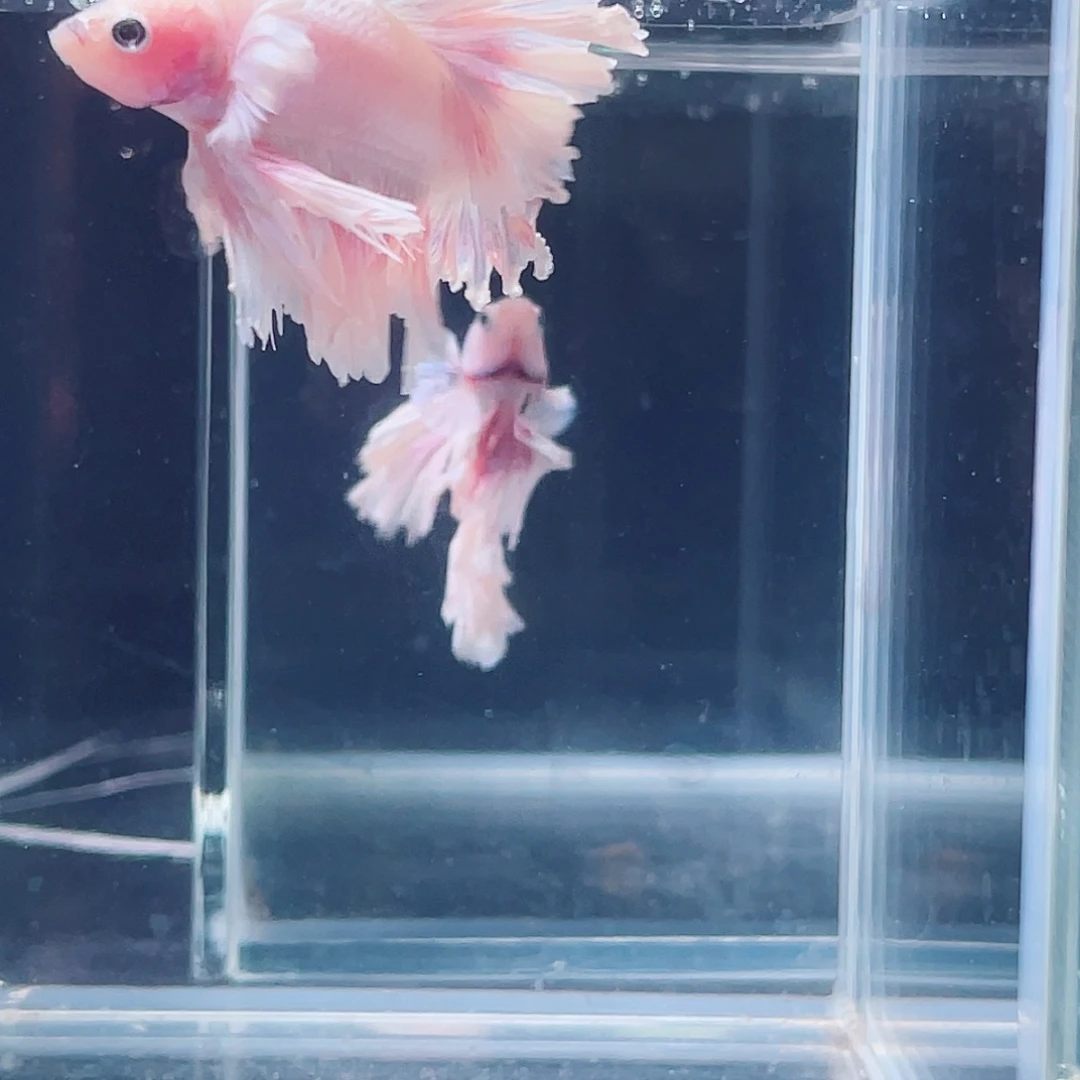 斗鱼印尼斗鱼,记得拍加热包018