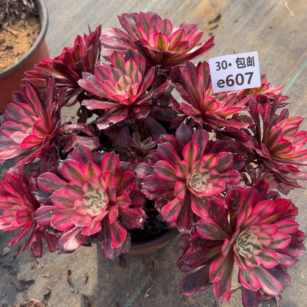 607红铜白处理多肉法师